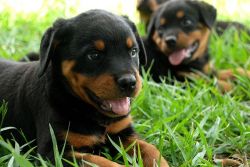 pure bred Rottweiler puppies Ready for you
