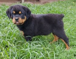 German Rottweiler puppies For Sale