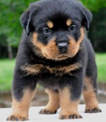 Beautiful German Rottweiler Puppies For Sale