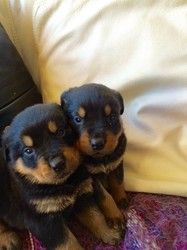 perceptive Rottweiler Pups for re-homing