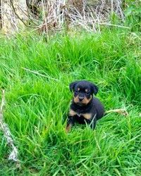successful Rottweiler Pups for re-homing