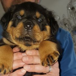 Quality Purebred Rottweiller Puppies For sale