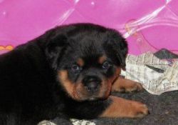 3 Young Litters Of Rottweiler Puppies