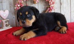 Chunky Rottweiler Puppies for sale