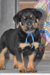 Beautiful Rottweiler Pups For Sale For Sale (585)x7089x213
