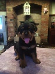 Rottwieler Puppies For Sale