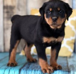 Charming Pedigree Rottweiler puppies For Sale