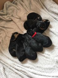 Rotweiller puppies available right now