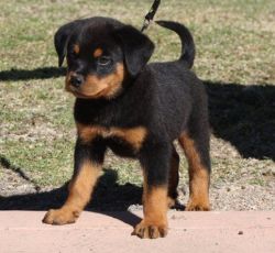Handsome Rottweiler Puppies For Sale