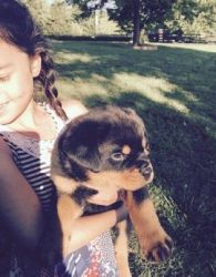 AKC Rottweiler puppies ready to go to new homes