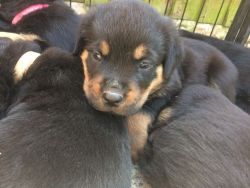 Gorgeous Rottweiler Puppies. Family Pet's