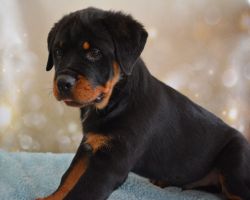 Quality AKC Regs Rottweiler Puppies for Sale