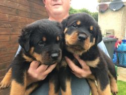 ❤️❤️ READY NOW Rottweiler puppys! ❤️662TEXT586CALL1712❤️