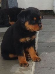 2 Male Rottweiler Puppies
