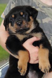 Rottweiler Pups For Sale