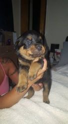 Beautiful Rottweiler Puppies No Longer For Sale!