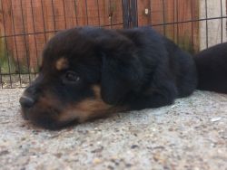 Rottweiler Bitch For Sale