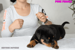 Chunky, Rottweiler, Puppies. Price.