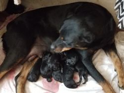 New Rottweiler Puppies