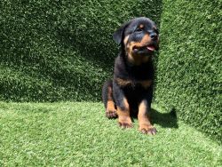 AKC Male Rottweiler Puppies