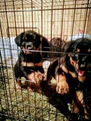 AKC Black and Mahogany Rottweiler pups