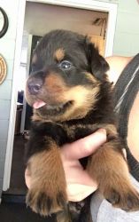 Adorable Male Rottweiler puppy