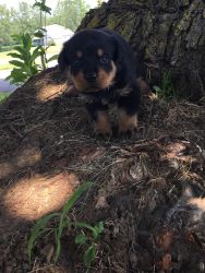 AKC registered Rottweiler puppies for sale