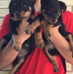 German rottweiler puppy male and female