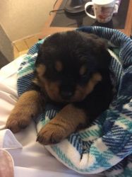 Beautiful Rottweiler Puppies No Longer For Sale!