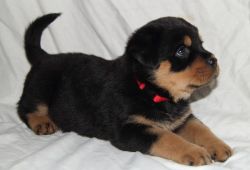 For Sale Kc Rottweiler Puppies