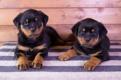 Rottweiler Puppies For Sale - Part Trained
