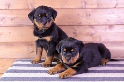 Pedigree Rottweilers For Sale Ready Now