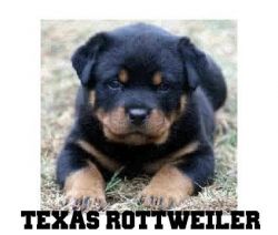 ROTTWEILER PUPS FOR SALE IN TEXAS