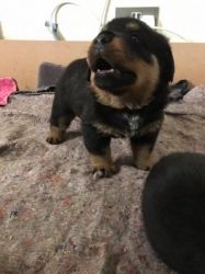 Stunning Male Rottweiler Pup For Sale