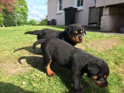 Rottweiler Puppies For sale