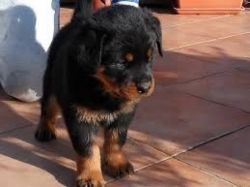 Gorgeous Beautiful Rottweiler Puppies