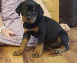 German rottweiler puppies both male and female available