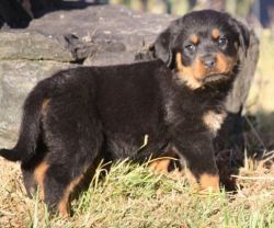 Active Rottweiler puppies For Sale. Text (xxx) xxx-xxx9