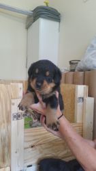 Healthy and adorable rottie pups
