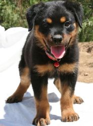 AKC Well Socialized Rottweiler Puppies