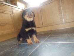 For Sale Kc Rottweiler Puppies