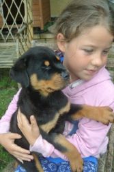 Georgious Furbabies Only 2 Girls And 2 Boys Left