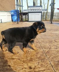 Adorable Pedigree Rottweiler Puppies For Sale