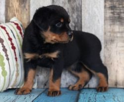 Beautiful Pedigree Rottweiler Puppies For Sale