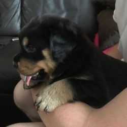 Rottweiler Puppies Ready Now