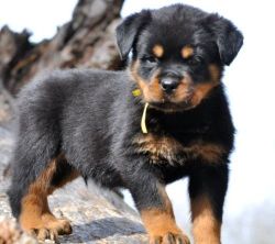 Very friendly and lovely Rottweiler Puppies
