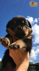 Gorgeous Rottweiler Puppies for sale
