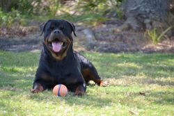 Champion Rottweiler Puppies for Sale