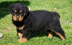 AKC Registered Rottweiler Puppies For Sale