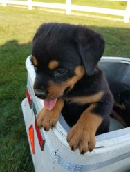 Adorable Akc Registered German Rottweiler Puppy